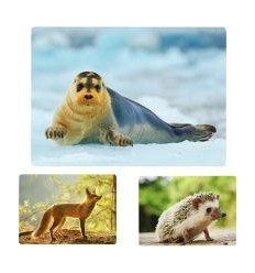 IMAGIER PHOTO LES ANIMAUX 2