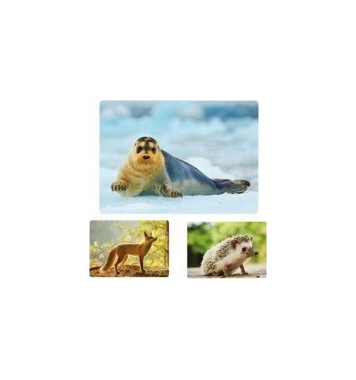 IMAGIER PHOTO LES ANIMAUX