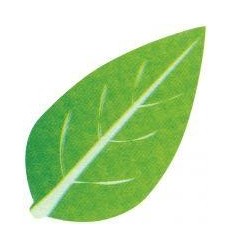 POCH 958 GOMMETTES FEUILLES AS