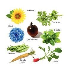 LOT 50 SACHETS DE GRAINE BIO