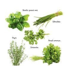 ASS. 30SACH GRAINE AROMATE BIO 2