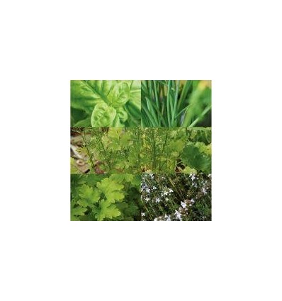 ASS. 30SACH GRAINE AROMATE BIO