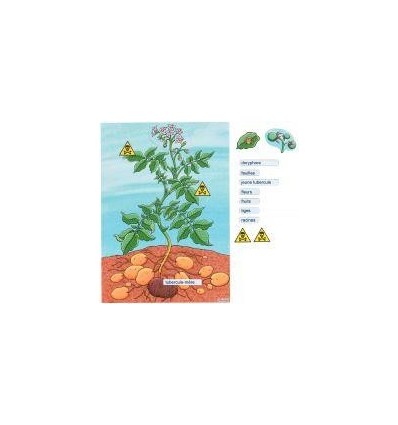 PLANT POMME DE TERRE MAGNET.