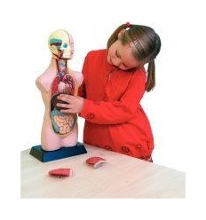 SET ANATOMIE 11 PCS - 50CM