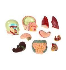 SET ANATOMIE 11 PCS - 50CM 2