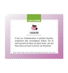 BTE 100 IMAGE LES FLEURS