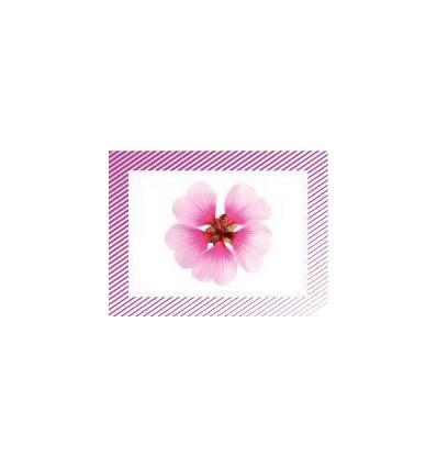 BTE 100 IMAGE LES FLEURS