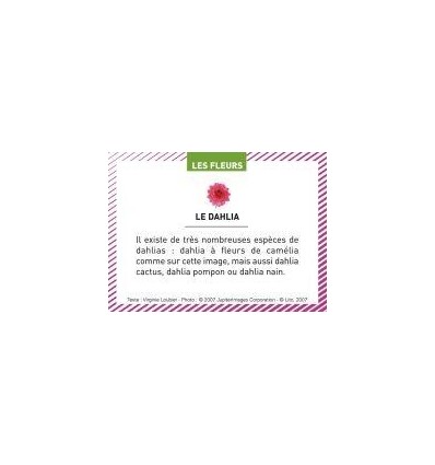 BTE 100 IMAGE LES FLEURS