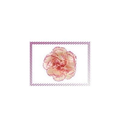 BTE 100 IMAGE LES FLEURS