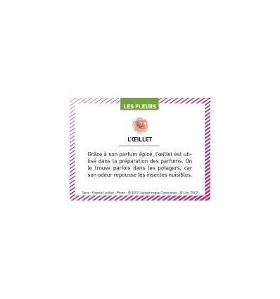 BTE 100 IMAGE LES FLEURS