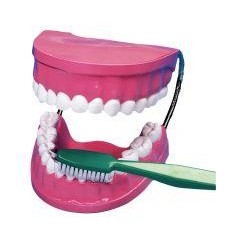 LA BOUCHE-LES DENTS + BROSSE 2