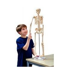 SQUELETTE HUMAIN - 80CM