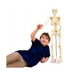 SQUELETTE HUMAIN - 80CM 2