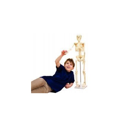 SQUELETTE HUMAIN - 80CM