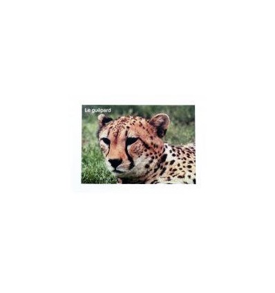 LOT 96 IMAGES EN PLANCHE 6X8CM