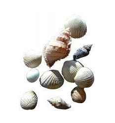 SACHET 400G COQUILLAGES ASSORT 2