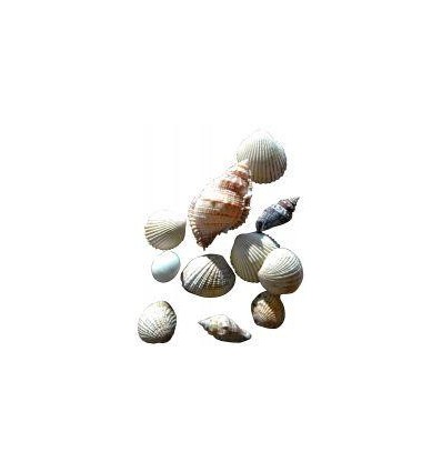 SACHET 400G COQUILLAGES ASSORT