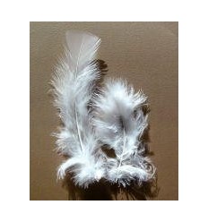 SACHET 25G PLUME DINDE BLANCHE 2