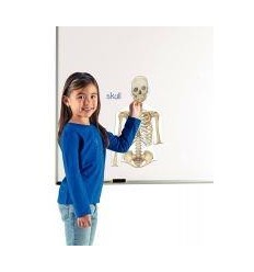 SET MAGNETIQUE ORGANE/SQUELETT