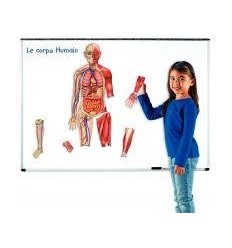 SET MAGNETIQUE ORGANE/SQUELETT 2