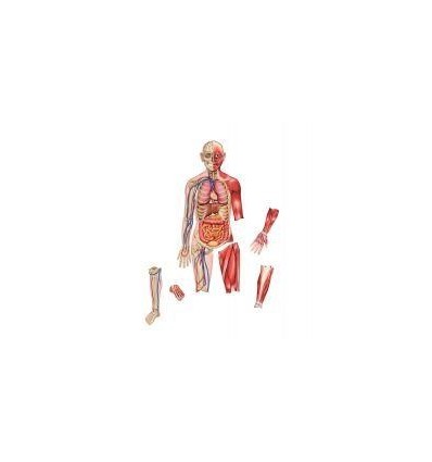 SET MAGNETIQUE ORGANE/SQUELETT