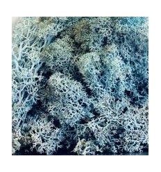 LOT 6X100G LICHEN COULEUR