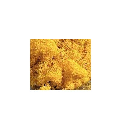 LOT 6X100G LICHEN COULEUR