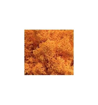 LOT 6X100G LICHEN COULEUR