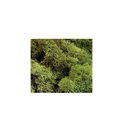 LOT 6X100G LICHEN COULEUR