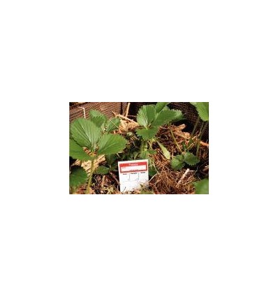 MEMOPIQUE LEGUME 18FICHE+ETIQ